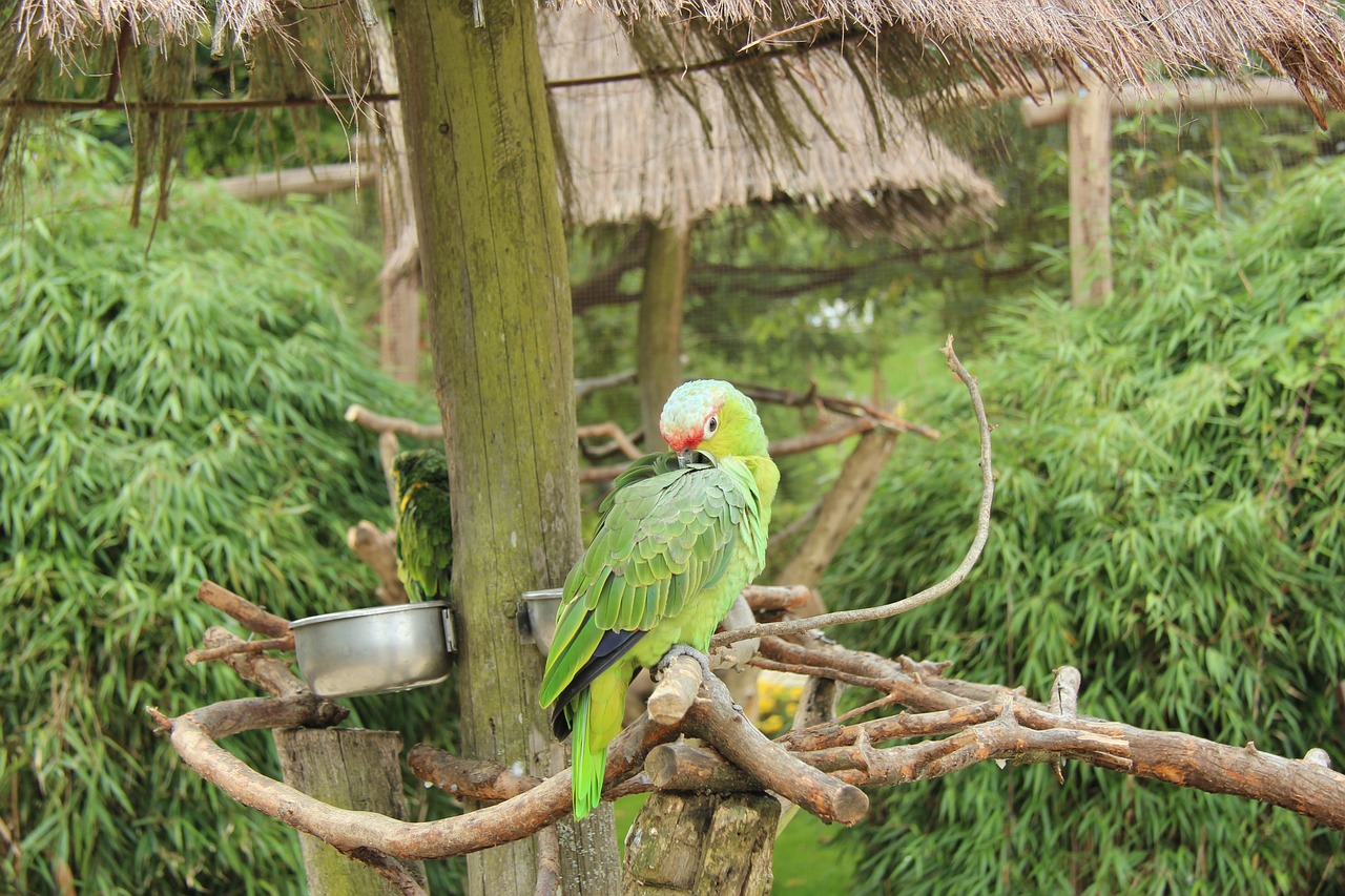 Vogelpark Niendorf